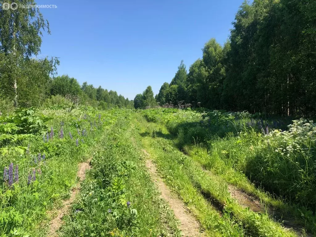 Участок в Нижегородская область, Сосновский муниципальный округ, ... - Фото 1