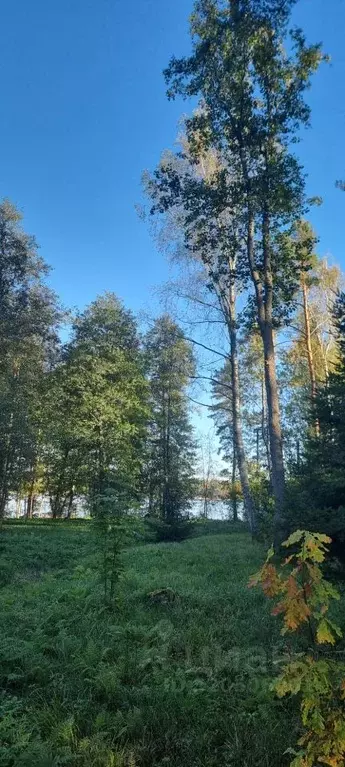 Участок в Ленинградская область, Выборгский район, Приморское ... - Фото 1