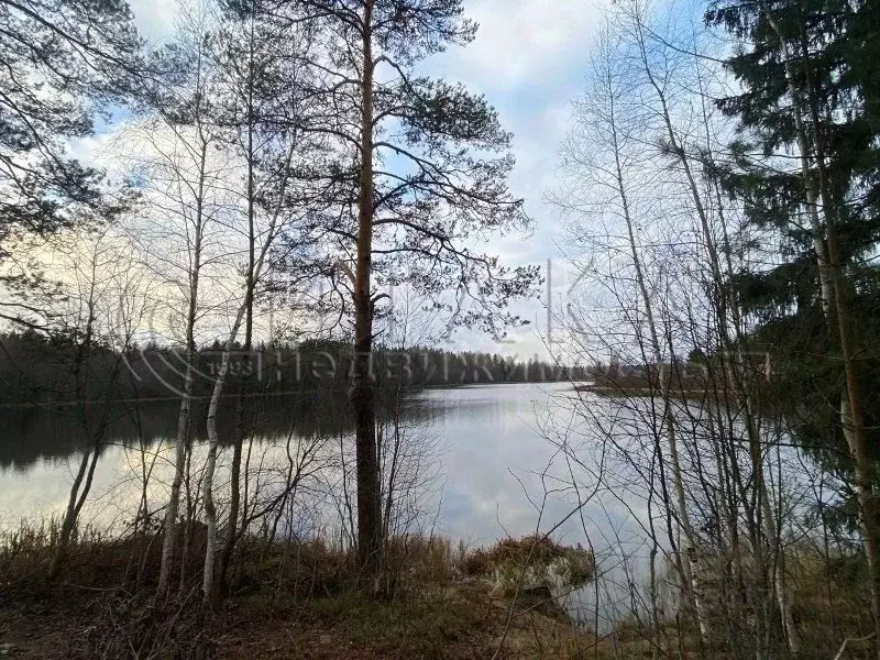 Участок в Ленинградская область, Выборгский район, Каменногорское ... - Фото 1