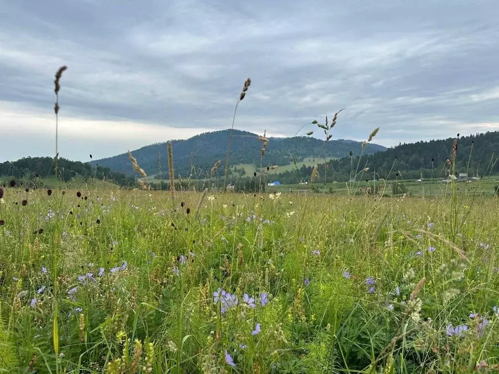 Участок в Алтай, Чемальский район, пос. Верх-Анос ул. Центральная ... - Фото 2