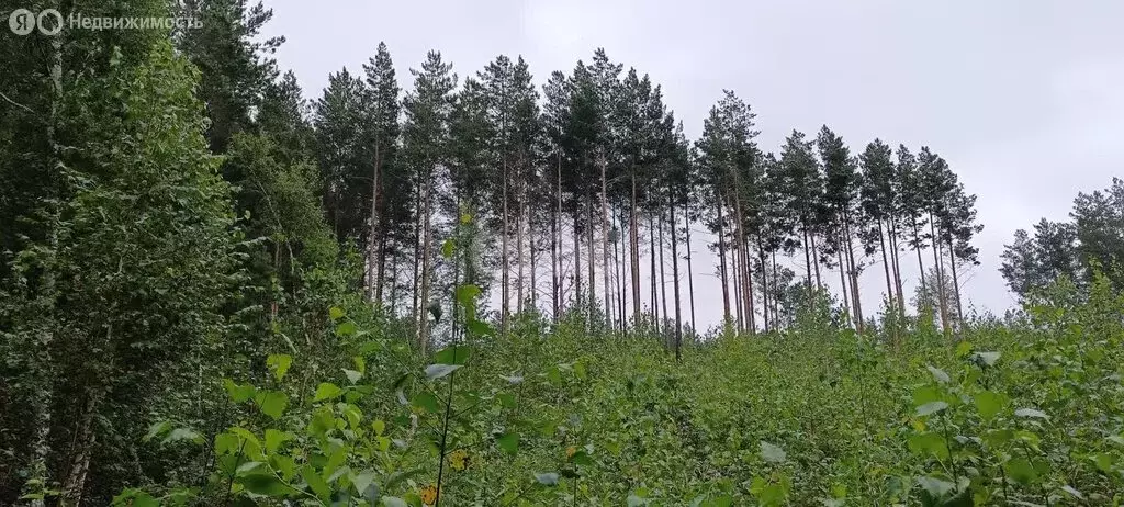 Участок в Челябинская область, Кыштым (10.9 м) - Фото 1