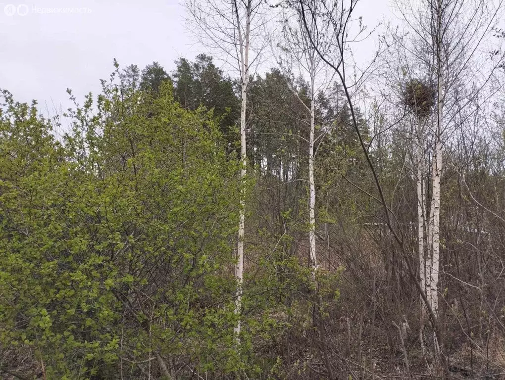 Участок в Екатеринбург, СНТ Приисковый - Керамик, 84 (5.82 м) - Фото 1