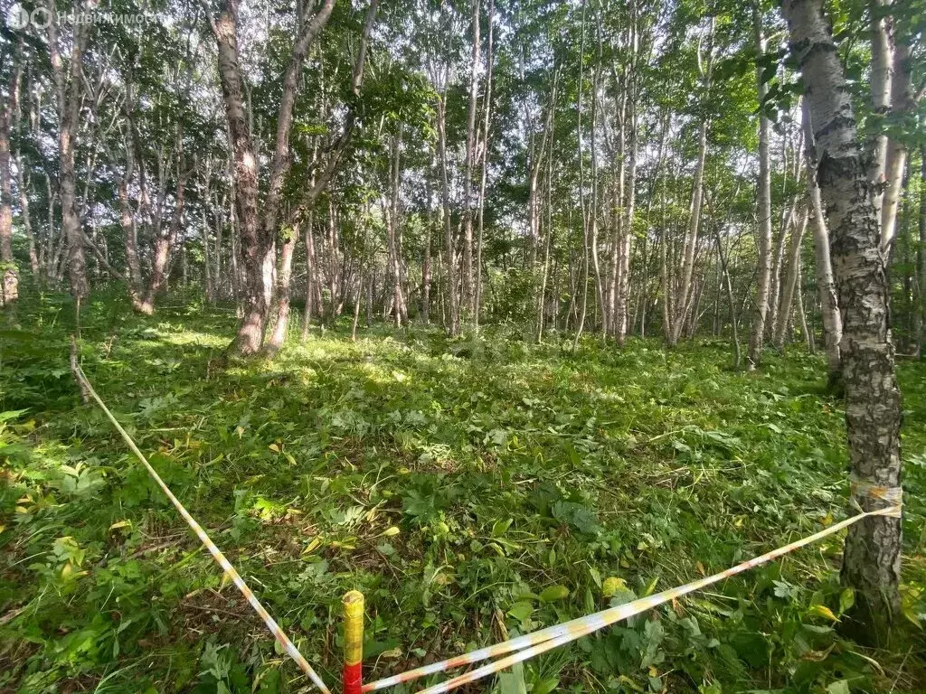 Участок в Камчатский край, Елизовский муниципальный округ, посёлок ... - Фото 1