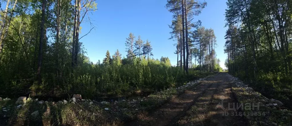 Участок в Ленинградская область, Всеволожский район, Токсовское ... - Фото 1