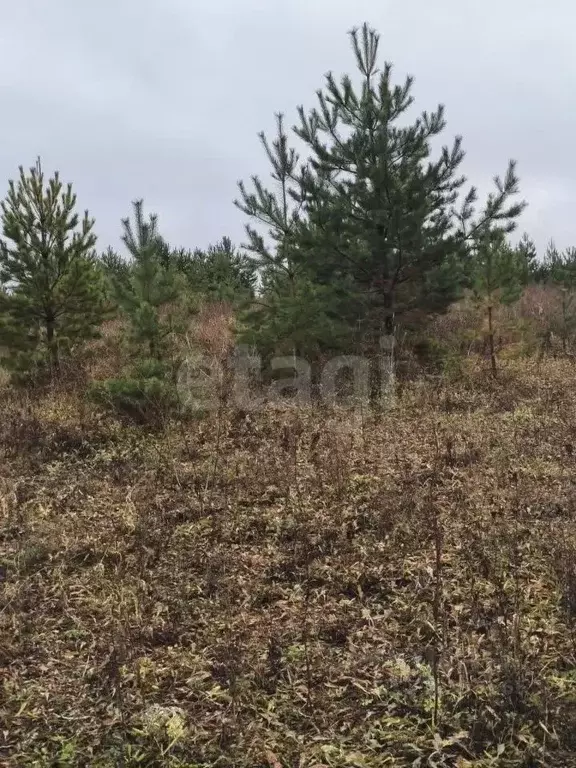 Участок в Пермский край, Пермский муниципальный округ, 3250001-1 кв-л ... - Фото 1