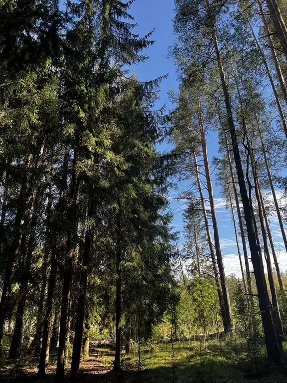 Участок в Санкт-Петербург пос. Репино,  (153.0 сот.) - Фото 2