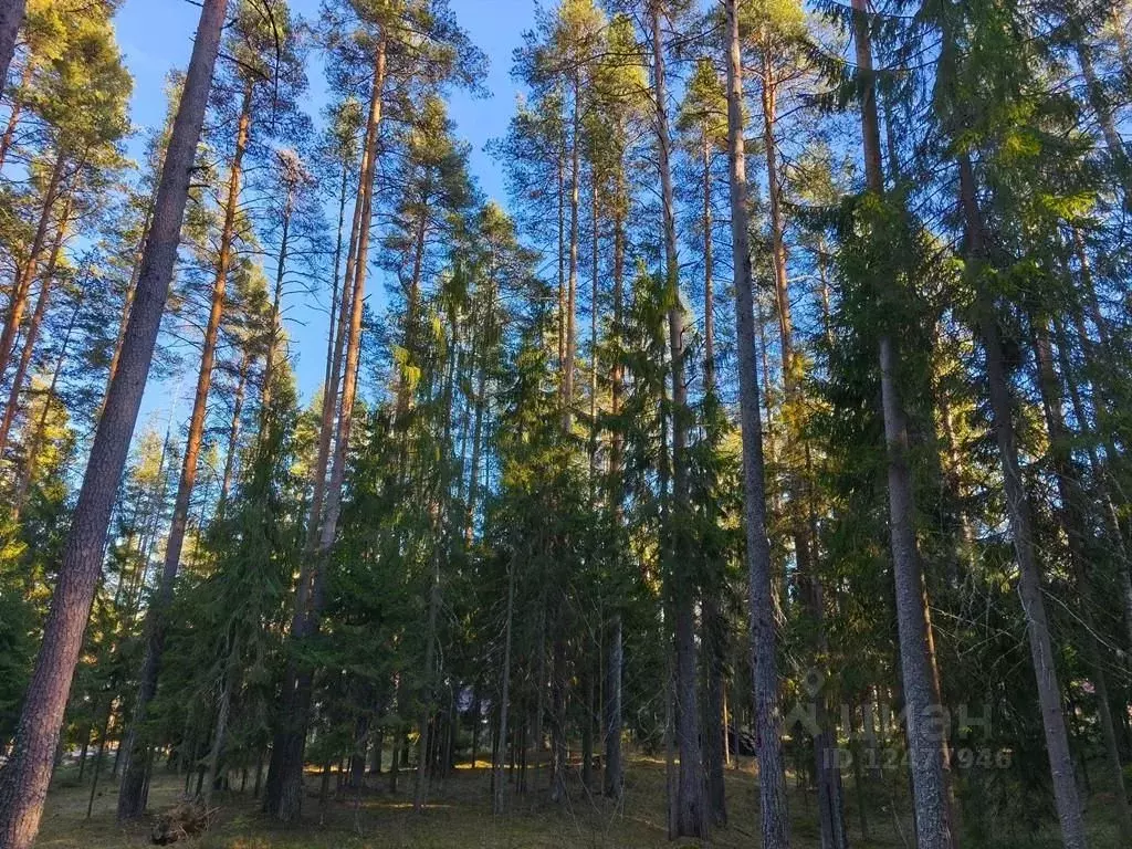 Участок в Ленинградская область, Приозерский район, пос. Сосново ул. ... - Фото 2