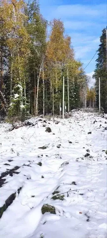 Участок в Свердловская область, Екатеринбург Северка-1 садоводческий ... - Фото 0