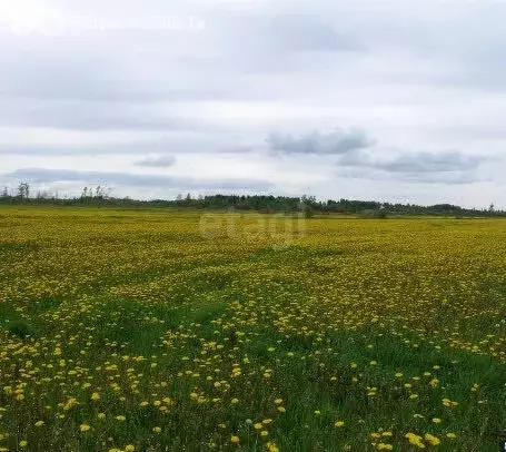 Участок в Лысьва, улица Халтурина (12 м) - Фото 1