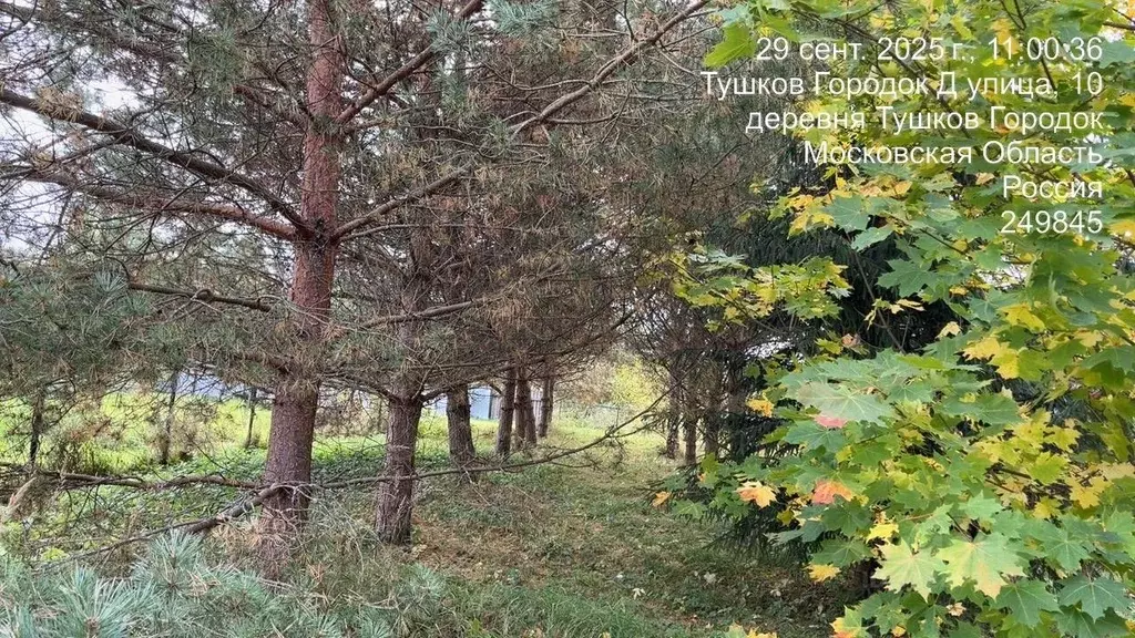 Участок в Московская область, Можайский муниципальный округ, д. Тушков ... - Фото 1