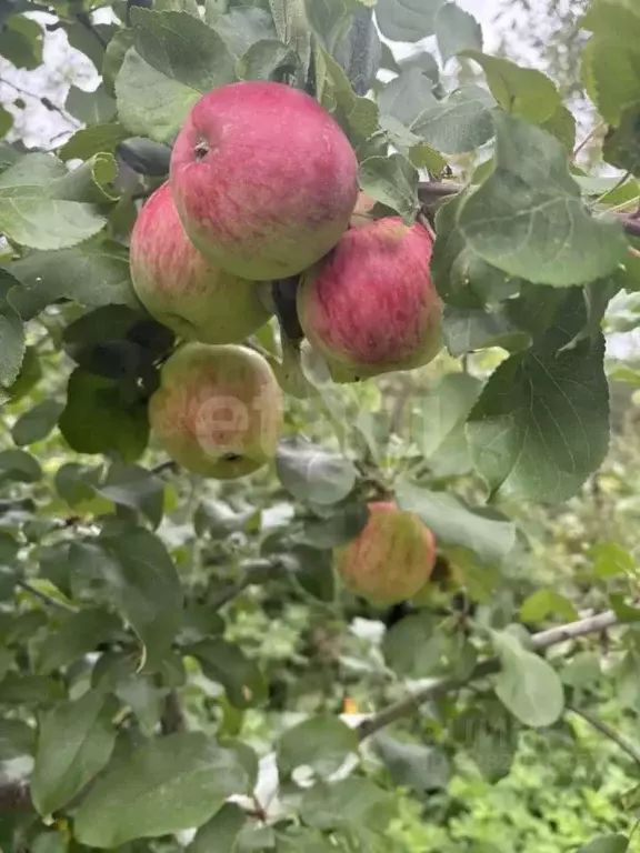 Участок в Ярославская область, Пошехонский муниципальный округ, д. ... - Фото 2