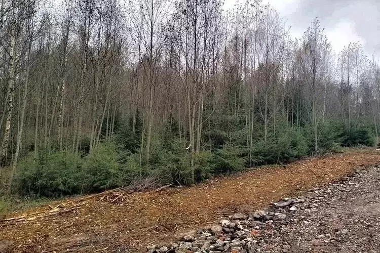 Участок в Московская область, Пушкинский городской округ, с. ... - Фото 0