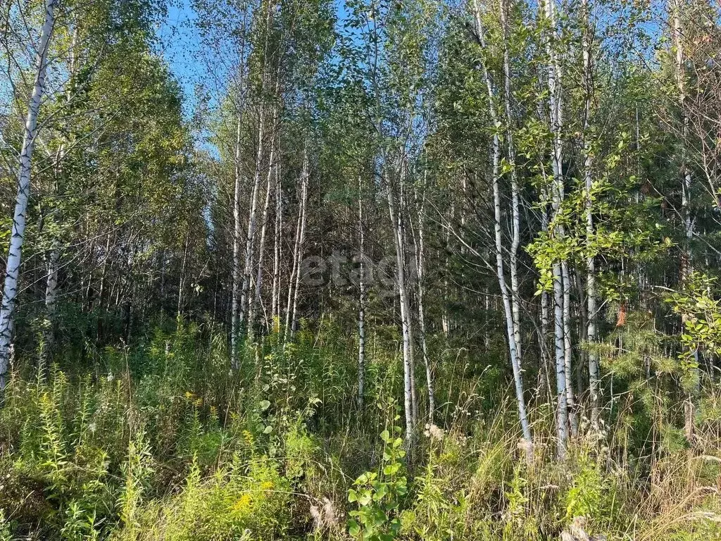 участок в кемеровская область, кемеровский район, д. солонечная ул. . - Фото 1