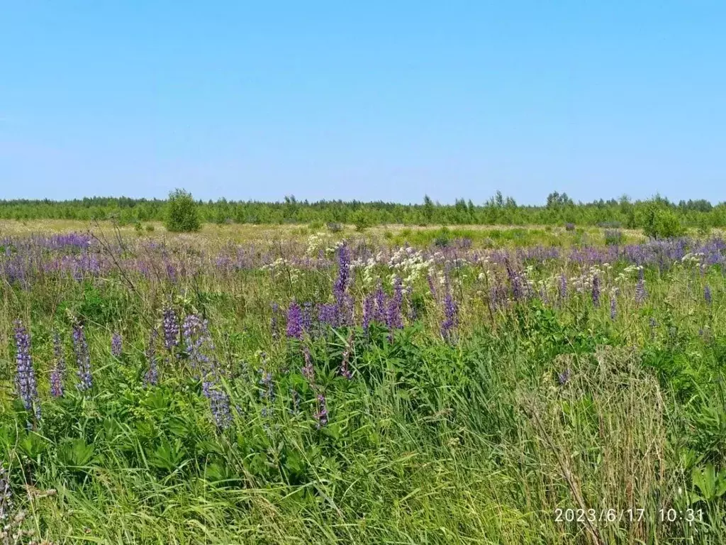 Участок в Нижегородская область, Сосновский муниципальный округ, д. ... - Фото 1
