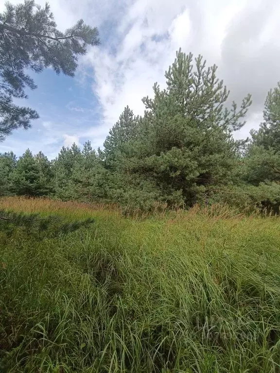 Участок в Московская область, Раменский городской округ, д. Коняшино ... - Фото 0