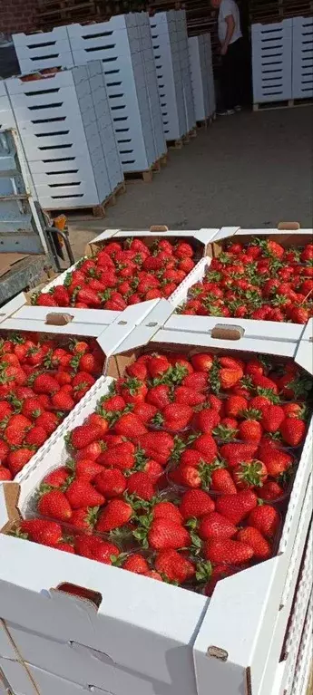 Помещение свободного назначения в Краснодарский край, Кореновск ул. ... - Фото 1