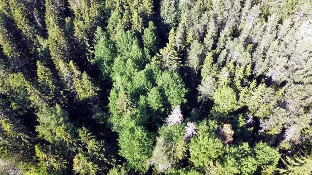 Участок в Карелия, Питкяранта пер. Гранитный (15.0 сот.) - Фото 2