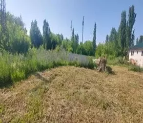 Участок в Тамбовская область, Первомайский рп ул. Советская (6.2 сот.) - Фото 2