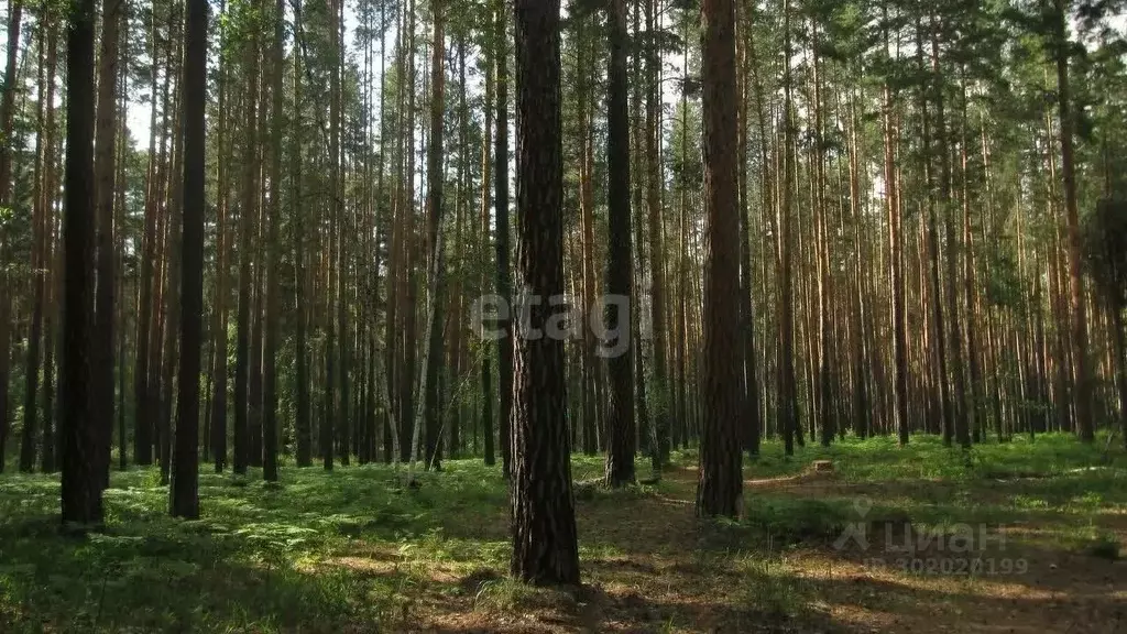 Участок в Челябинская область, с. Еткуль  (14.3 сот.) - Фото 0