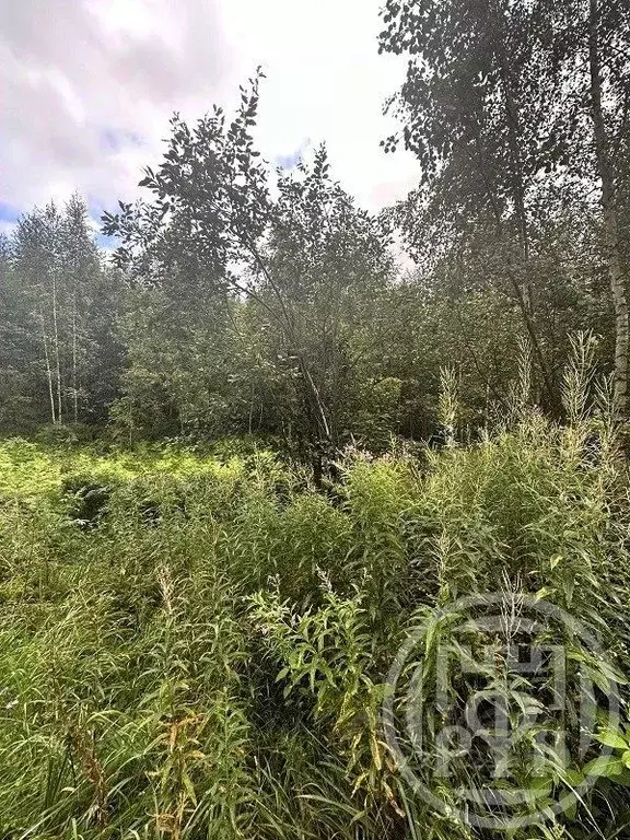 Участок в Ленинградская область, Всеволожский район, Рахьинское ... - Фото 1