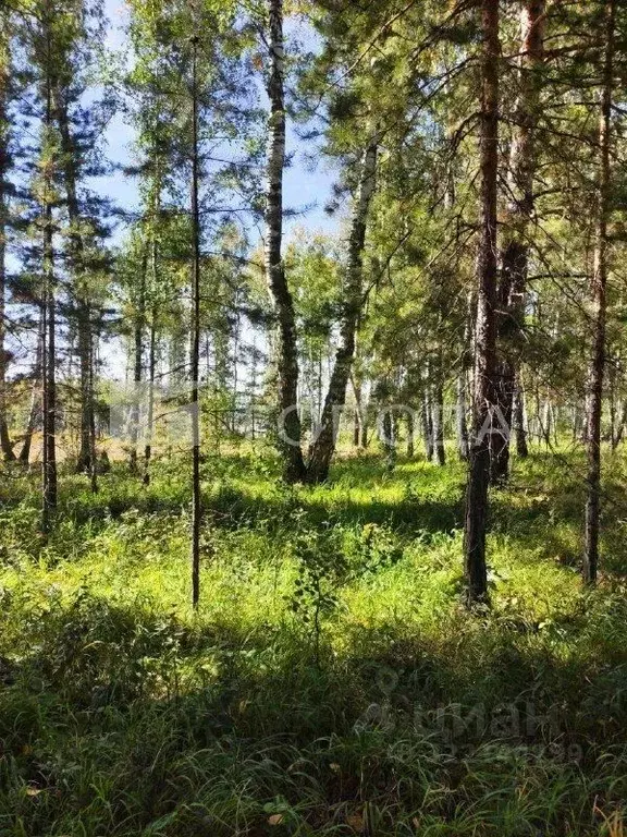 Участок в Алтайский край, Первомайский район, с. Фирсово ул. Валентина ... - Фото 1