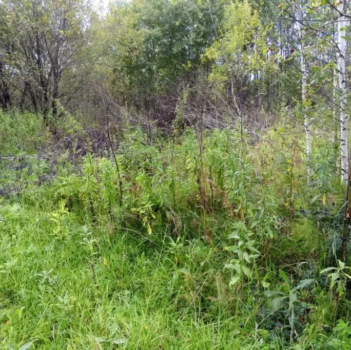 Участок в Томская область, Томск пос. Светлый, ул. Лучистая (8.0 сот.) - Фото 2