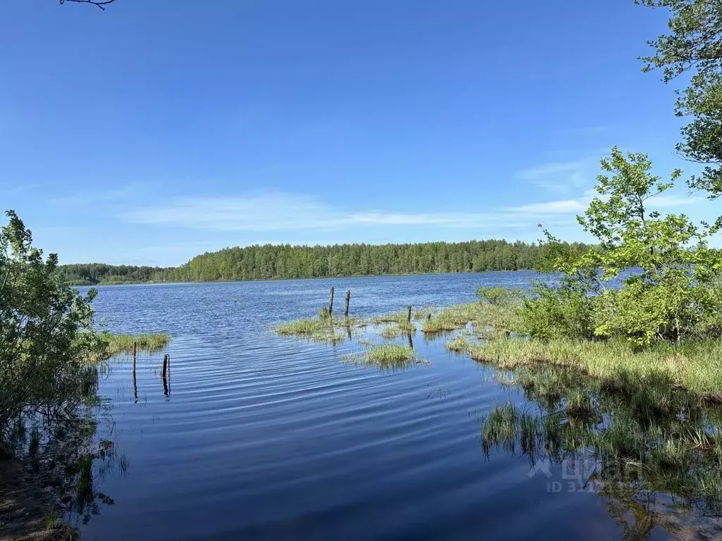 Участок в Ленинградская область, Всеволожский район, Куйвозовское ... - Фото 1