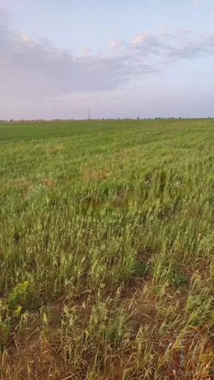 Участок в Крым, Сакский район, Суворовское с/пос, с. Великое  (1723.0 ... - Фото 2