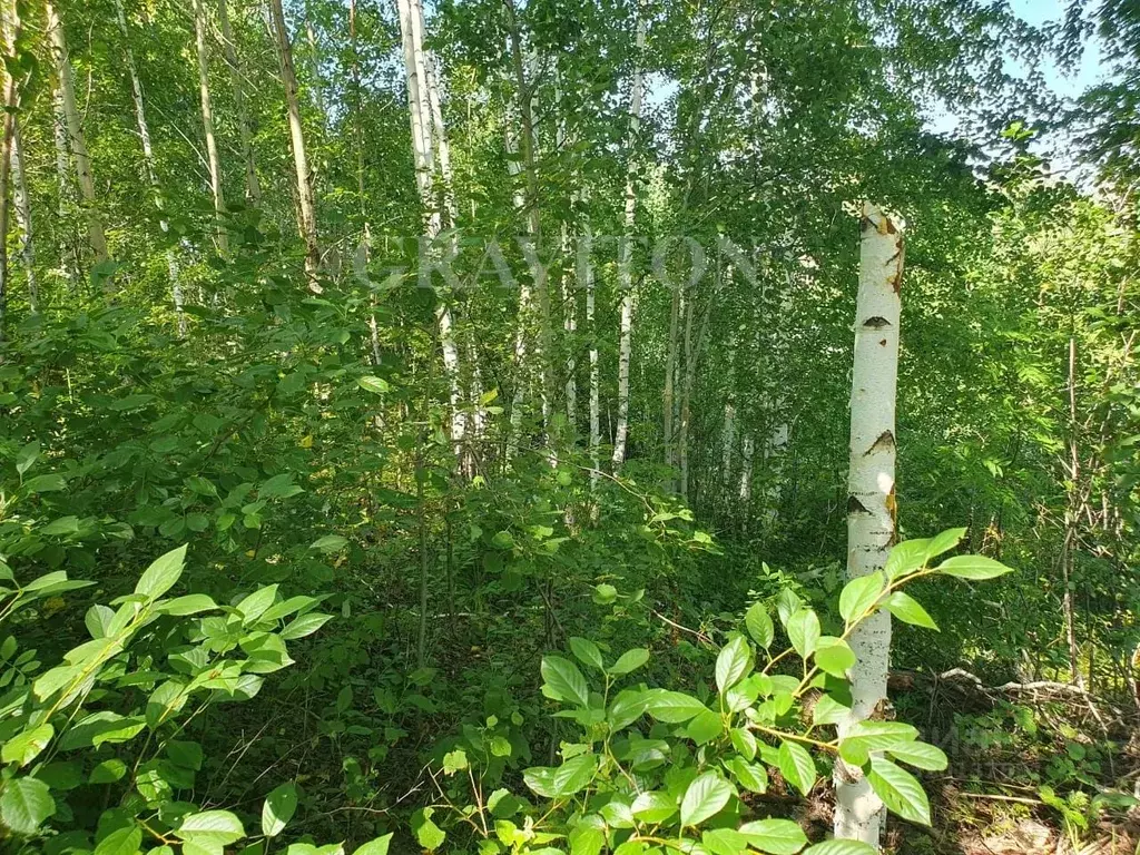 Участок в Алтай, Майминский район, с. Майма ул. Березовая роща (8.0 ... - Фото 1