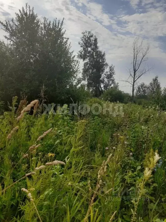 Участок в Новосибирская область, Новосибирский район, Кубовинский ... - Фото 1