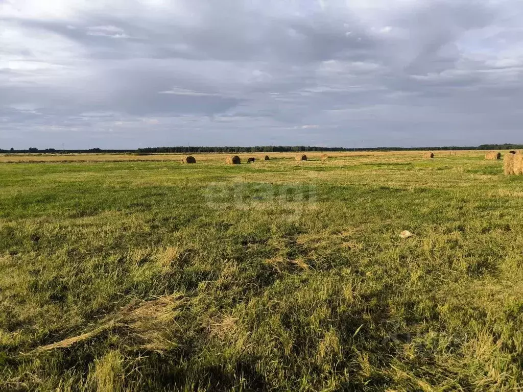 Участок в Курганская область, Кетовский муниципальный округ, с. ... - Фото 1