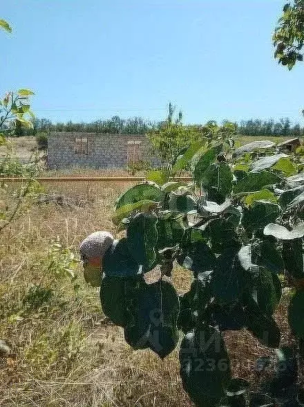 Участок в Ставропольский край, Ставрополь Земляне садовое ... - Фото 2