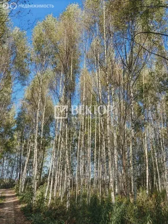 Участок в Ивановский муниципальный округ, деревня Конохово (12 м) - Фото 2