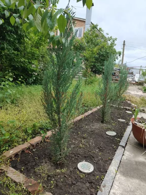Участок в Ростовская область, Мясниковский район, Чалтырское с/пос, ... - Фото 2