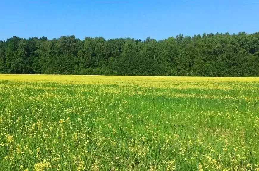 Участок в Московская область, Богородский городской округ, Следово кп  ... - Фото 1