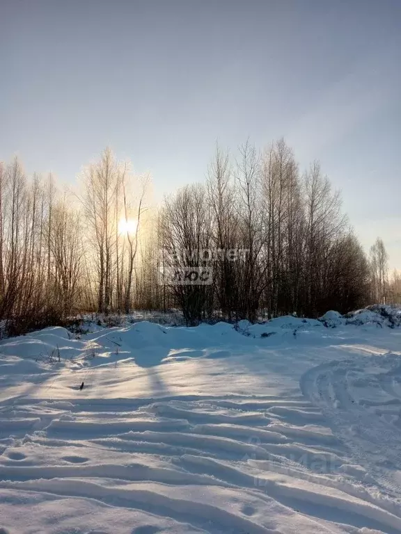 Участок в Нижегородская область, Бор городской округ, д. Васильково  ... - Фото 1