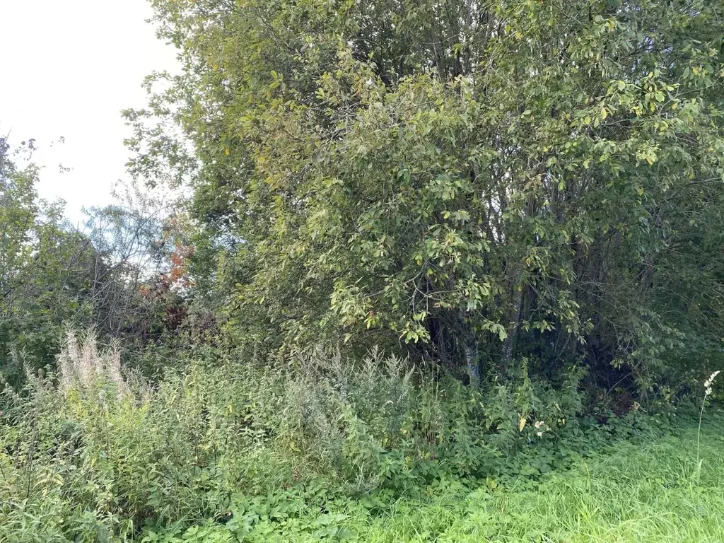 Участок в Московская область, Клин городской округ, д. Трехденево  ... - Фото 1