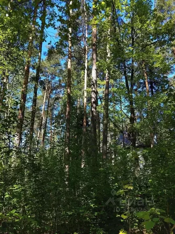 Участок в Московская область, Одинцовский городской округ, пос. дома ... - Фото 1