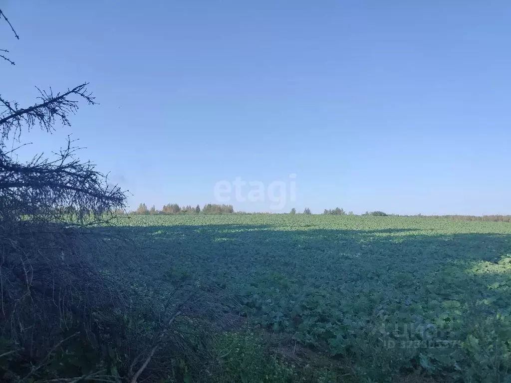 Участок в Смоленская область, Смоленский муниципальный округ, ... - Фото 1