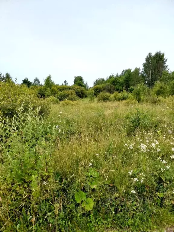 участок в новгородская область, малая вишера (12.0 сот.) - Фото 1