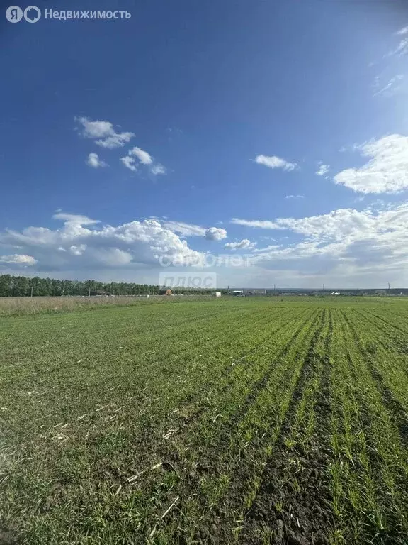 Участок в Курский район, Клюквинский сельсовет, деревня Долгое (12.5 ... - Фото 1