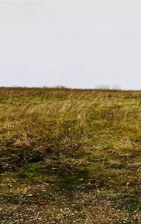 Участок в Псковская область, Пушкиногорский район, Велейская волость, ... - Фото 1