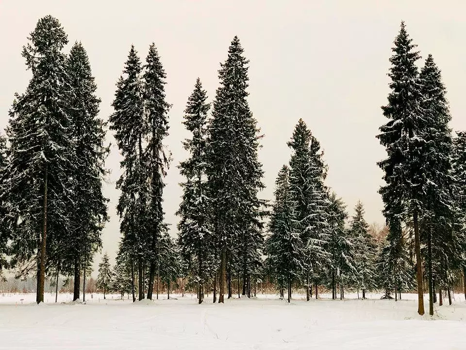 Участок в Московская область, Клин городской округ, д. Поджигородово  ... - Фото 0