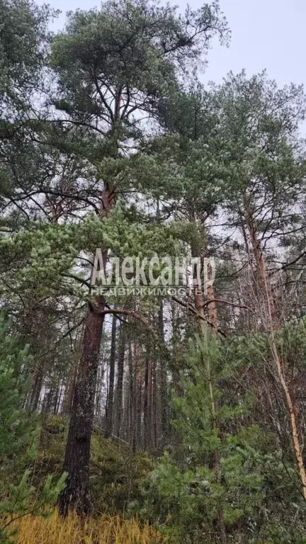 Участок в Карелия, Сортавальский муниципальный округ, пос. Вуорио ш. ... - Фото 0