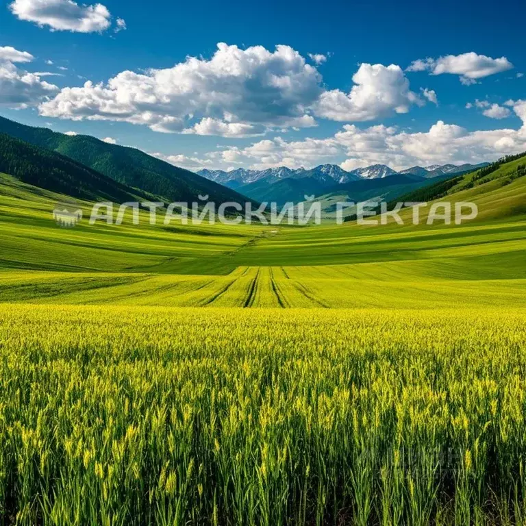Участок в Алтайский край, Курьинский район, с. Новофирсово  (12178.9 ... - Фото 0