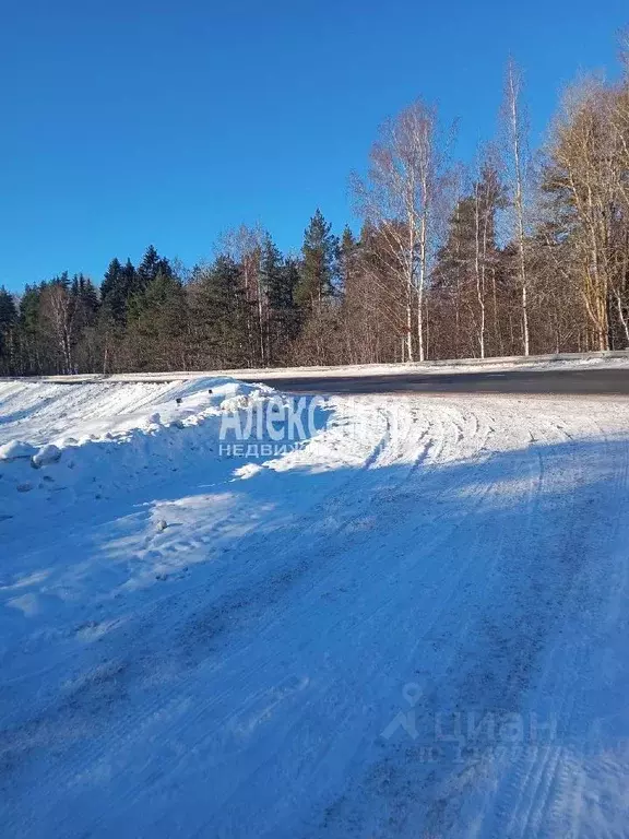 Участок в Ленинградская область, Выборг ул. Малая Сосновая (369.0 ... - Фото 1