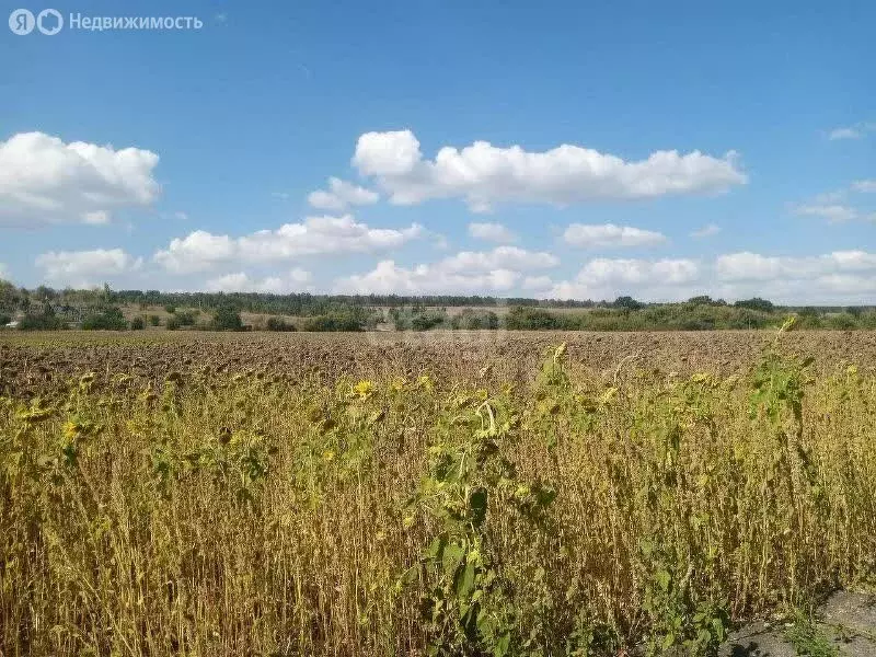 Участок в Хохольский район, село Новогремяченское (7.4 м) - Фото 0