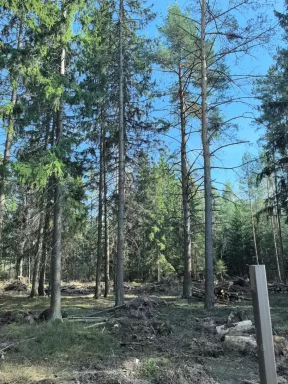 Участок в Владимирская область, Киржачский район, Филипповское ... - Фото 1