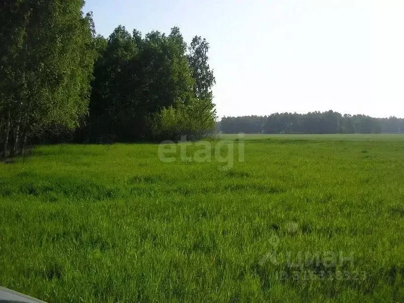 Участок в Брянская область, Злынковский район, Спиридоновобудское ... - Фото 1