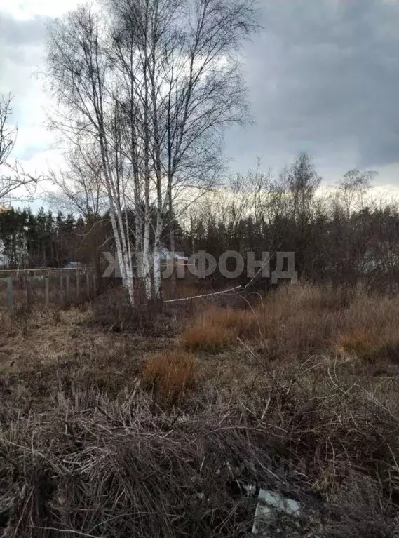 Участок в Воронежская область, Новоусманский район, пос. Шуберское ... - Фото 1
